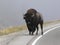 Bison on the edge of the road in Yellowstone National Park, WY