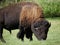 Bison in Elk Island National Park - Alberta