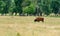 Bison. European bison. The bison grazes in a meadow on the outskirts of the forest. The bison eats grass