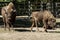 Bison, European bison in the public forest Oberwald Karlsruhe