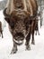 Bison face close to the camera. Altai Breeding bison place.
