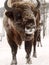 Bison face close to the camera. Altai Breeding bison place.