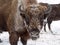 Bison face close to the camera. Altai Breeding bison place.