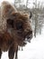 Bison face in profile close to the camera. Altai Breeding bison.