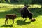 Bison family in the animal enclosure in Kiel