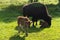 Bison family in the animal enclosure in Kiel