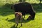 Bison family in the animal enclosure in Kiel