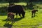 Bison family in the animal enclosure in Kiel