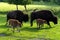 Bison family in the animal enclosure in Kiel