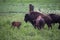 Bison family grazing in a green field