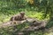 Bison family rest in the forest