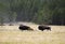 Bison Family at Yellowstone National Park