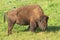 Bison feeding