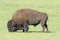 Bison Feeding in the Grasslands