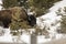 Bison feeding in snow covered field in Yellowstone National Park