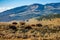 Bison feeding in Yellowstone National park