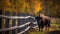 Bison on the fence in the autumn forest. Wildlife scene.