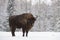 Bison On Field. Majestic Powerful Adult Aurochs Wisent In Winter Time, Belarus. Wild European Wood Bison,Bull Male. Wildlife