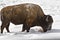 Bison foraging for food in snow