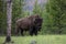 Bison in the Forest