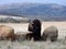 Bison found at the Wichita Mountains National  wildlife refuge Oklahoma