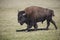 Bison Grand Canyon National Park