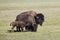 Bison Grand Canyon National Park