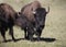 Bison Grand Canyon National Park