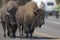 Bison Grand Tetons 2014 and 2015