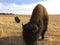 Bison on the grasslands east of Zion National Park