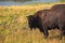 Bison in grasslands of Yellowstone National Park in Wyoming, USA