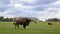 Bison graze on the field