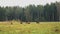 Bison graze in a field near the forest.