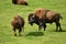 Bison graze in summer pasture Park canadien