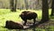 A bison grazes on the green grass in the reserve. Endangered species, population recovery