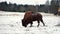 bison grazes on a snowy field. A bull walks through a winter field