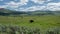 Bison Grazing Close Up