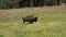 Bison Grazing in a field of grass