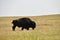 Bison Grazing on a Grass Prairie in South Dakota