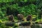 Bison grazing in grassland behind the rock