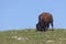 Bison Grazing on a Hill