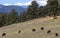 Bison grazing on hillside