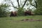 Bison Grazing in late afternoon 2019