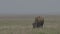 Bison grazing peacefully on the prairie. Wild buffalo during spring moult. Bison buffalo walking in a field. Watching