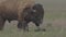 Bison grazing peacefully on the prairie. Wild buffalo during spring moult. Bison buffalo walking in a field. Watching