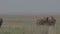 Bison grazing peacefully on the prairie. Wild buffalo during spring moult. Bison buffalo walking in a field. Watching