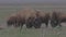 Bison grazing peacefully on the prairie. Wild buffalo during spring moult. Bison buffalo walking in a field. Watching