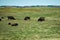 Bison grazing on the prairies of North Dakota