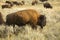 Bison grazing among sagebrush in Lamar Valley, Yellowstone, Wyom