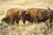 Bison grazing among sagebrush in Lamar Valley, Yellowstone, Wyom
